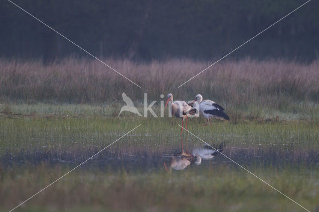 White Stork (Ciconia ciconia)