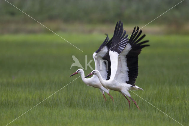 White Stork (Ciconia ciconia)