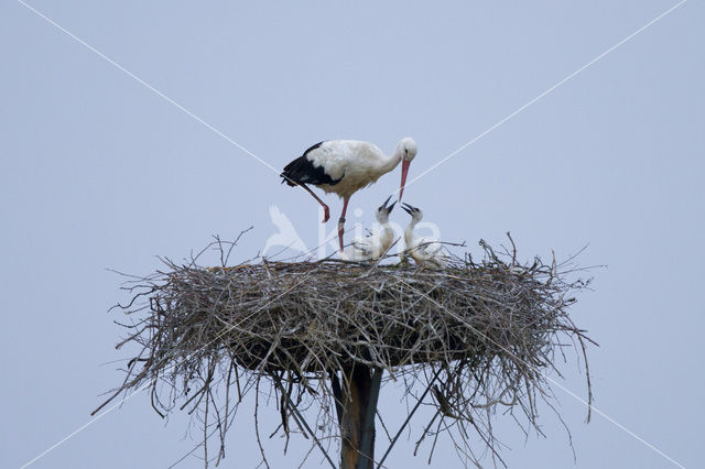 White Stork (Ciconia ciconia)