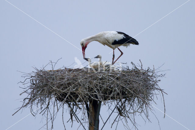 White Stork (Ciconia ciconia)