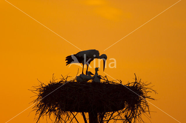 White Stork (Ciconia ciconia)