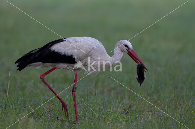 White Stork (Ciconia ciconia)