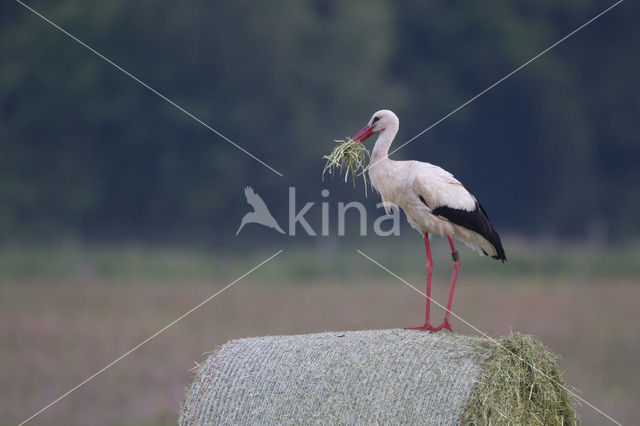 White Stork (Ciconia ciconia)