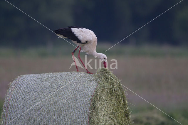 White Stork (Ciconia ciconia)