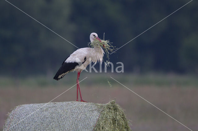 Ooievaar (Ciconia ciconia)