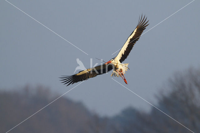 White Stork (Ciconia ciconia)