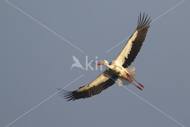 White Stork (Ciconia ciconia)