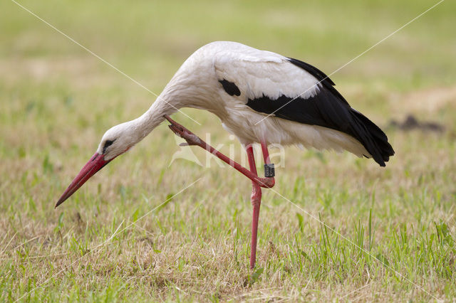 White Stork (Ciconia ciconia)