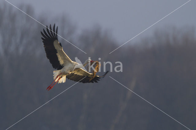 White Stork (Ciconia ciconia)