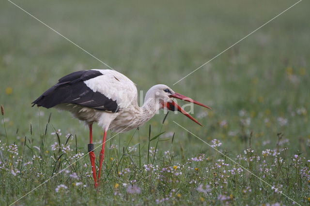 White Stork (Ciconia ciconia)