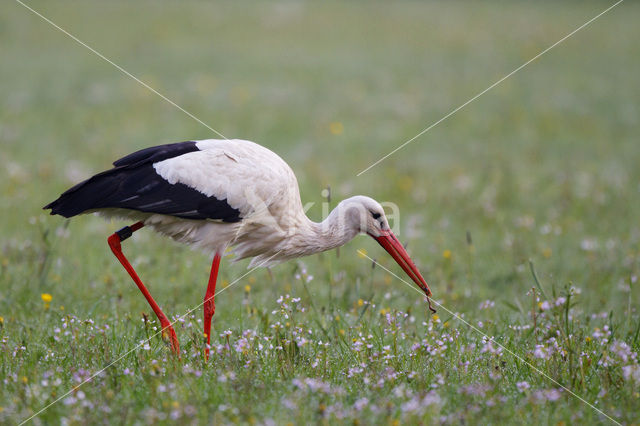 White Stork (Ciconia ciconia)