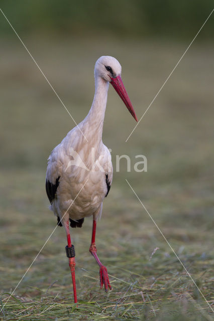 White Stork (Ciconia ciconia)