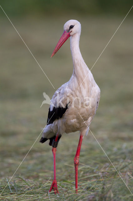 White Stork (Ciconia ciconia)