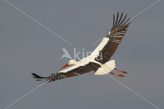 White Stork (Ciconia ciconia)