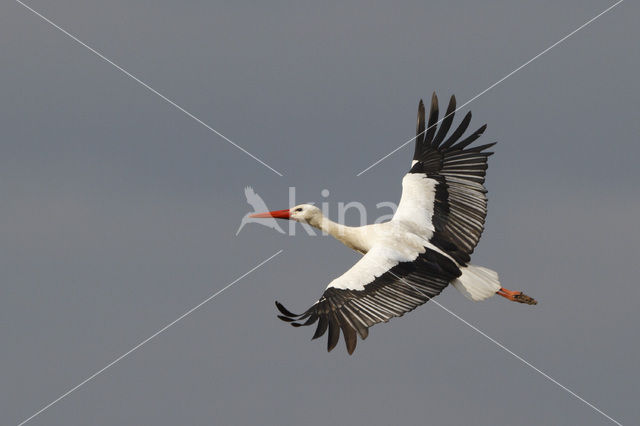 White Stork (Ciconia ciconia)