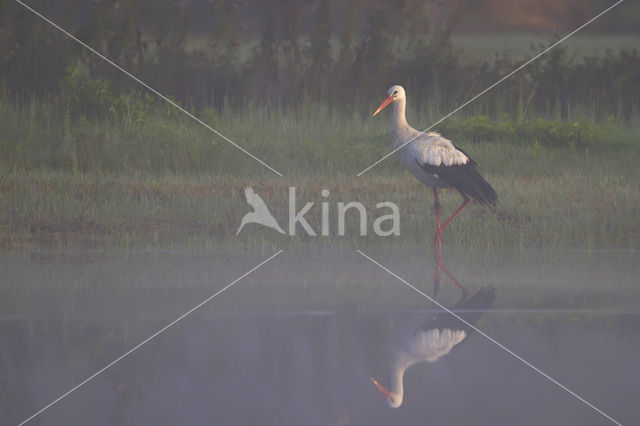 White Stork (Ciconia ciconia)