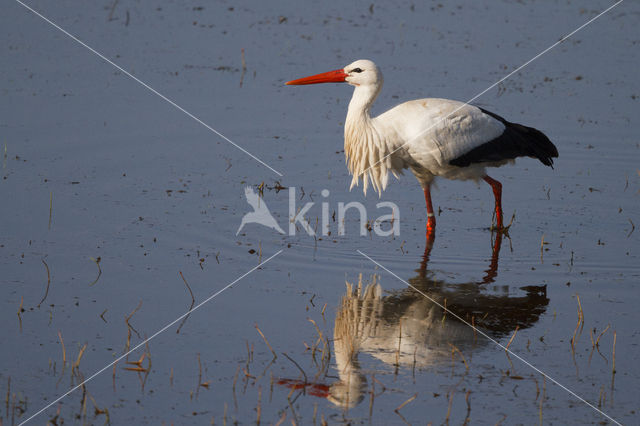 White Stork (Ciconia ciconia)