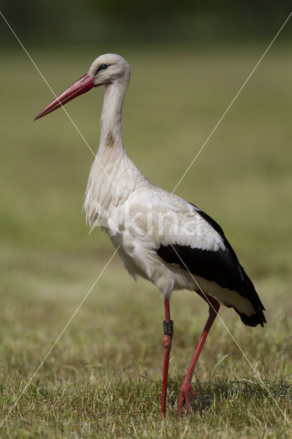 White Stork (Ciconia ciconia)