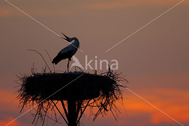 White Stork (Ciconia ciconia)