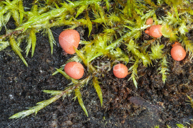 Oranjebruine kogelzwam (Hypoxylon ferrugineum)