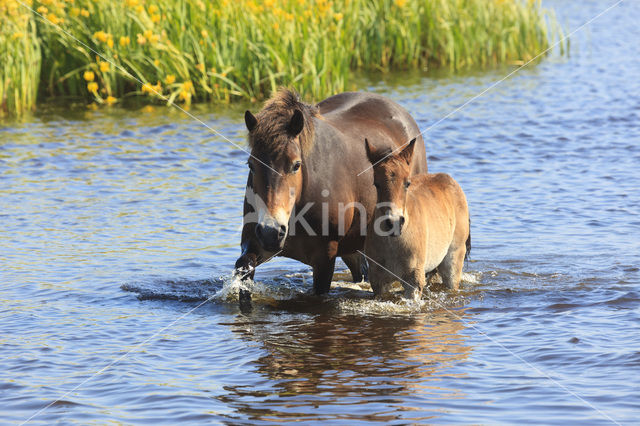 Paard (Equus spp)