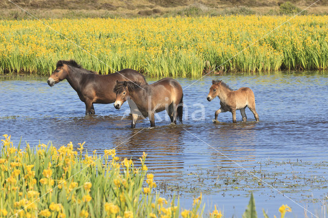 Paard (Equus spp)