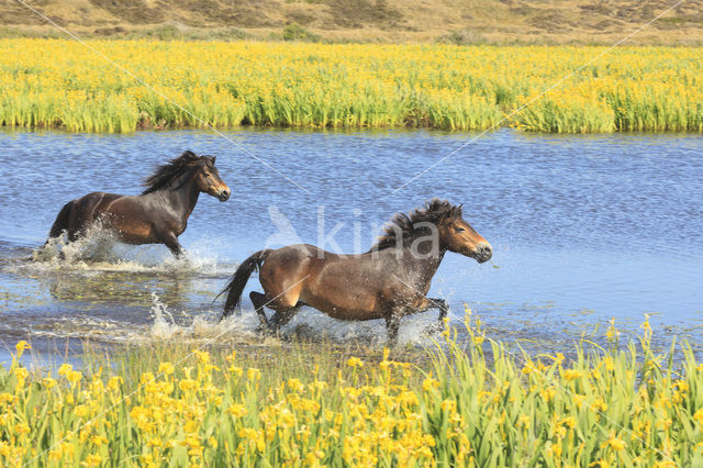 Paard (Equus spp)