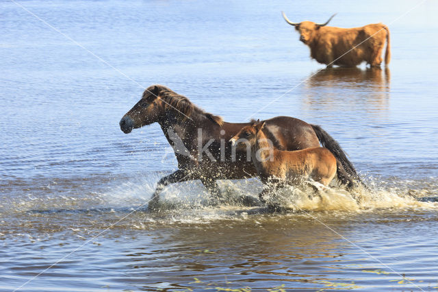 Paard (Equus spp)