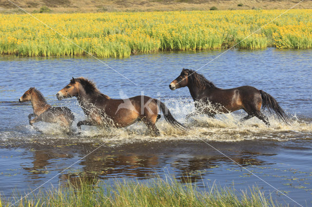 Paard (Equus spp)