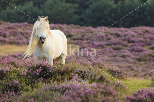 Horse (Equus spp)