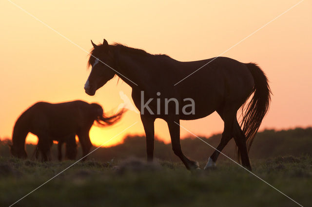 Horse (Equus spp)