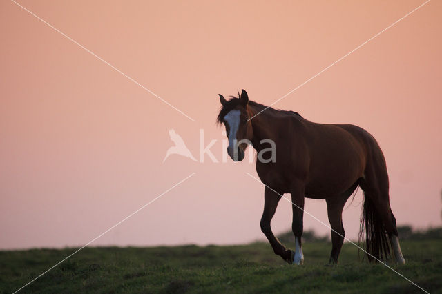 Paard (Equus spp)