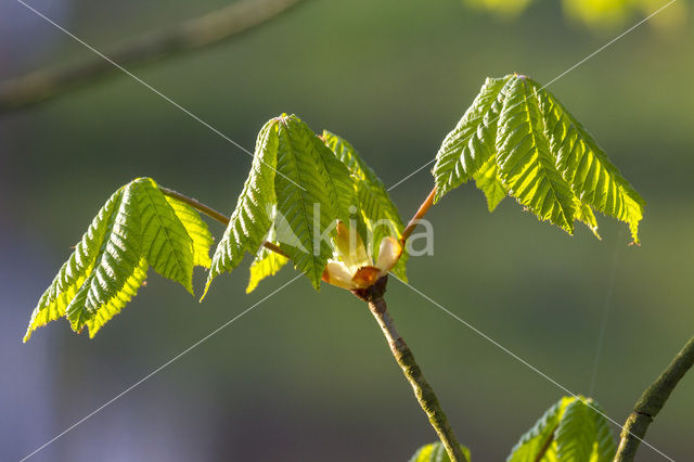 Horse-chestnut (Aesculus hippocastanum)