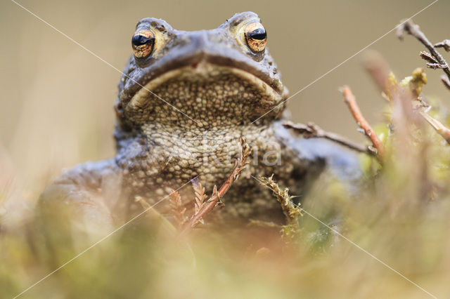 Pad (Bufo margaritifera)