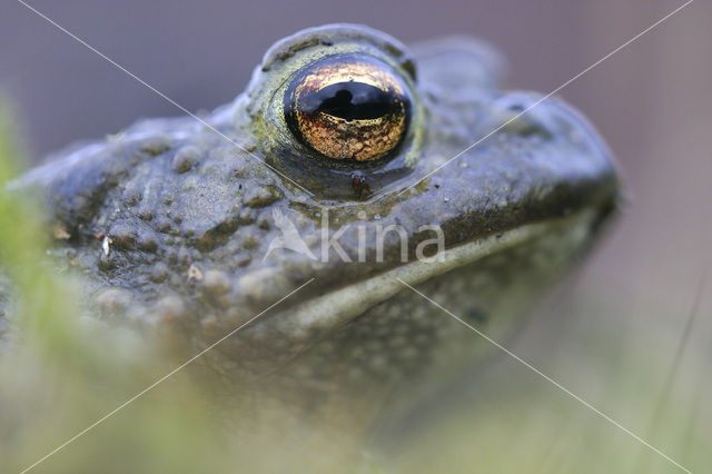 Pad (Bufo margaritifera)