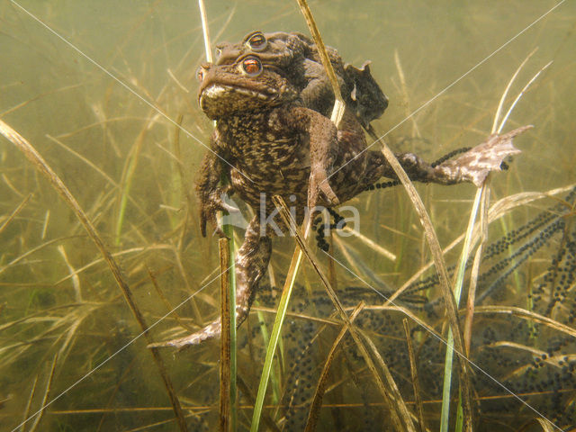 Pad (Bufo margaritifera)