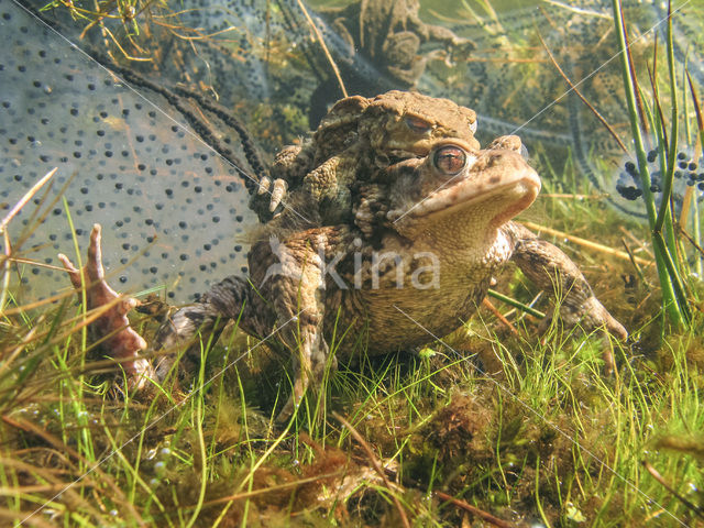 Pad (Bufo margaritifera)