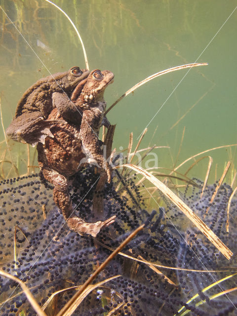 Pad (Bufo margaritifera)