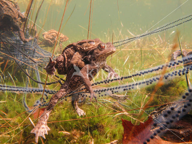 Pad (Bufo margaritifera)