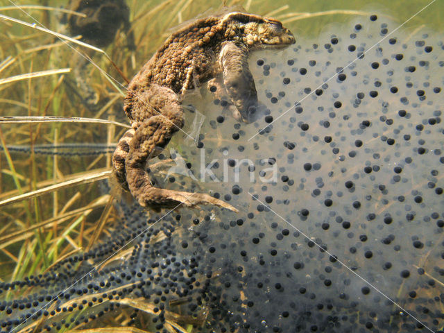 Toad (Bufo margaritifera)
