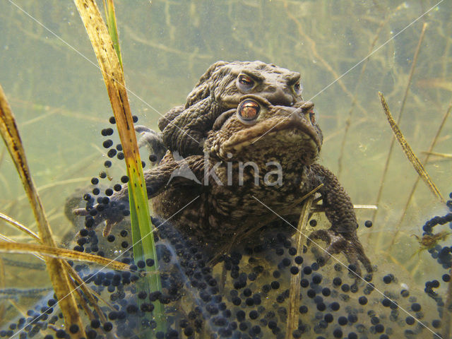 Toad (Bufo margaritifera)