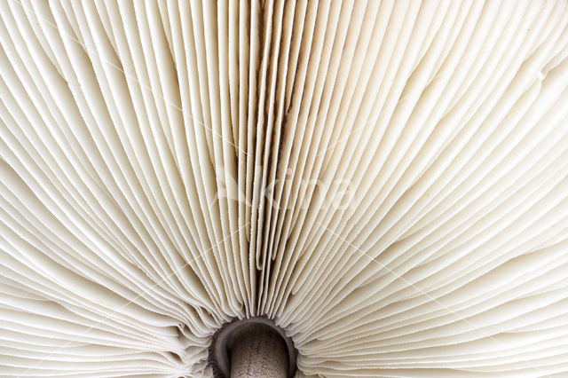 Parasol (Lepiota spec)