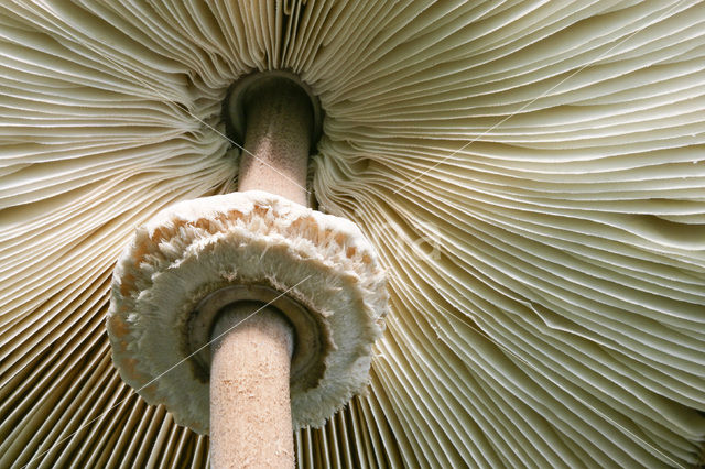 Parasolzwam spec. (Lepiota spec)