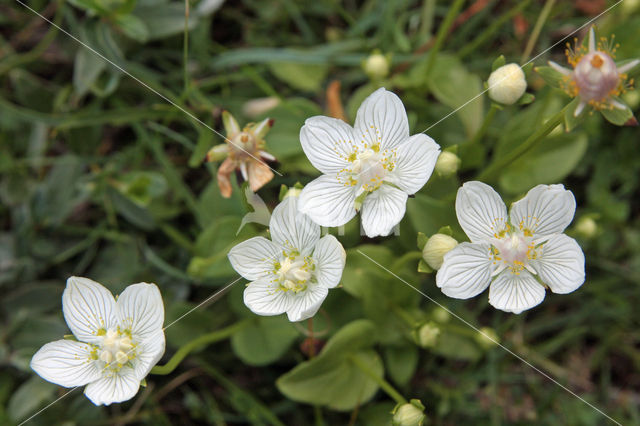 Parnassia (Parnassia palustris)