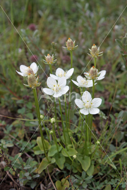 Parnassia (Parnassia palustris)