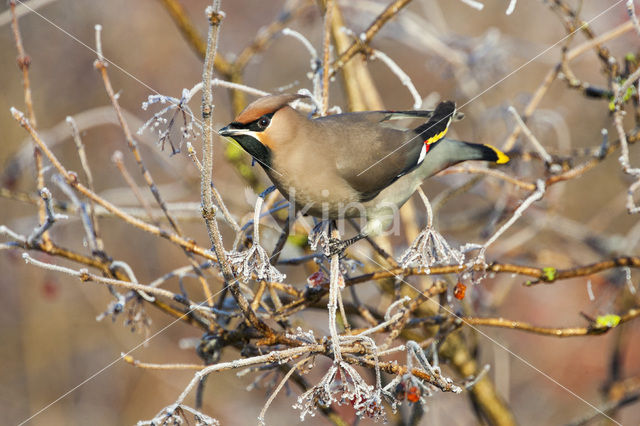 Pestvogel (Bombycilla garrulus)