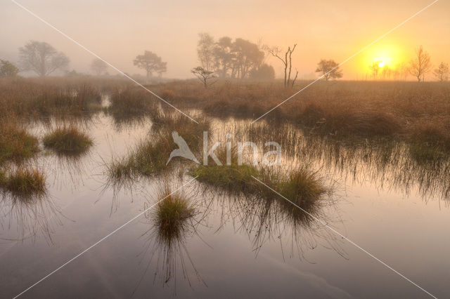 Purple Moor-grass (Molinia caerulea)