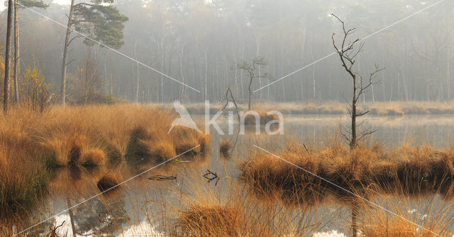 Purple Moor-grass (Molinia caerulea)