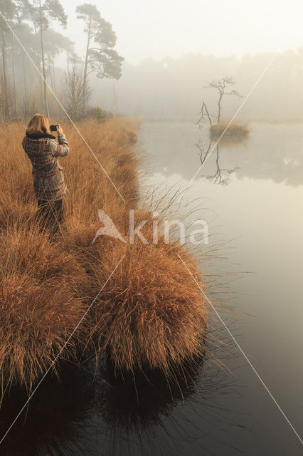 Purple Moor-grass (Molinia caerulea)