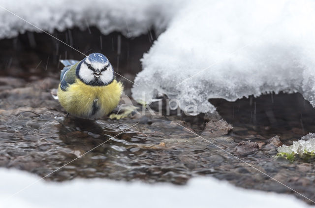 Pimpelmees (Parus caeruleus)
